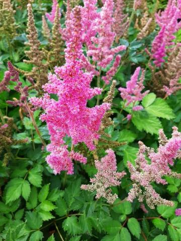 Astilbe chinensis 'Vision in Pink' (PBR)