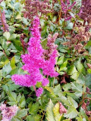 Astilbe chinensis 'Vision in Red' (PBR)