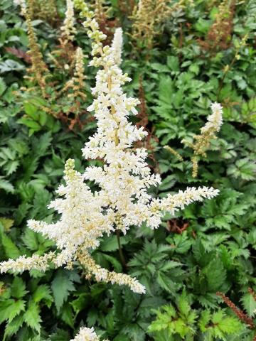 Astilbe chinensis 'Vision in White' (PBR)