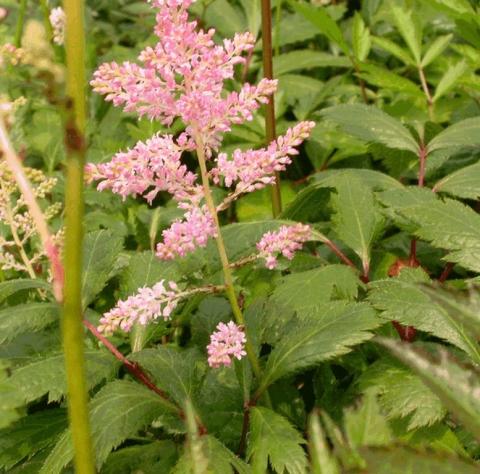 Astilbe japonica 'Europa'