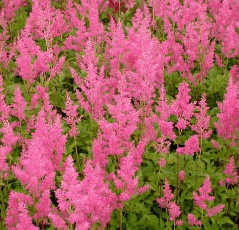 Astilbe japonica 'Koblenz'