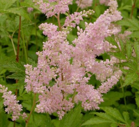 Astilbe japonica 'Peach Blossom'