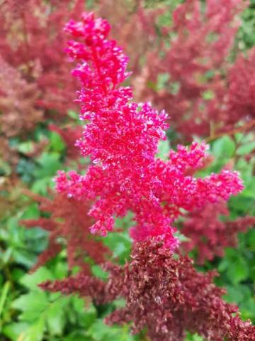 Astilbe japonica 'Red Sentinel'