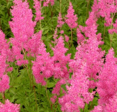 Astilbe japonica 'Rheinland'