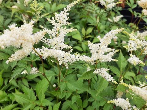 Astilbe japonica 'Washington'