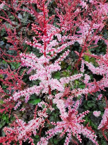 Astilbe simplicifolia 'Hennie Graafland'