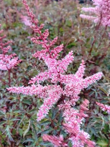 Astilbe simplicifolia 'Key West'