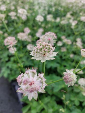 Astrantia hybride 'Buckland'