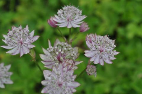 Astrantia major