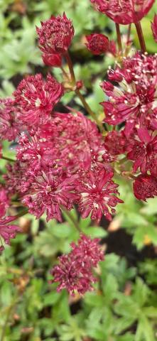 Astrantia major 'Claret'