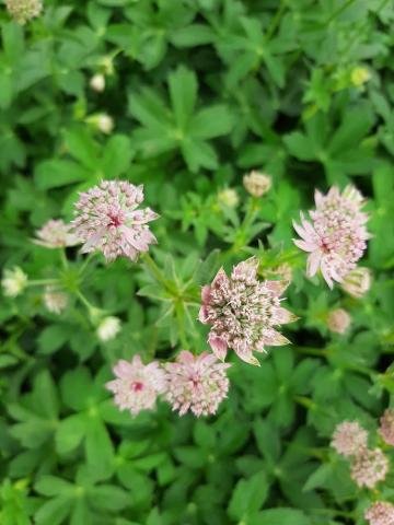 Astrantia major 'Florence' (PBR)