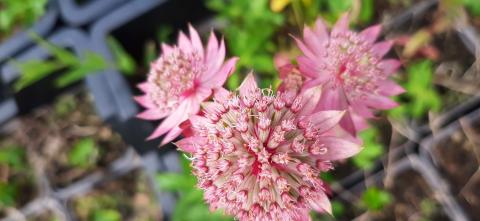 Astrantia major 'Pink Button' ®