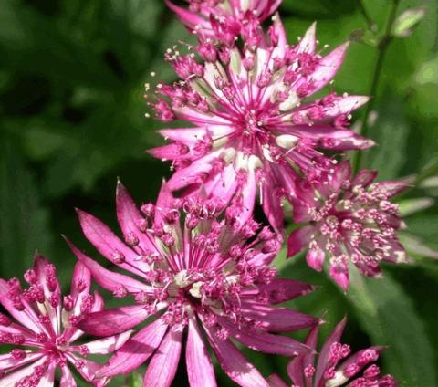 Astrantia major 'Ruby Wedding'