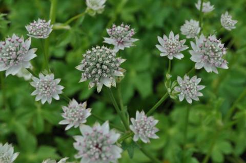 Astrantia major 'Star of Billion' (PBR)