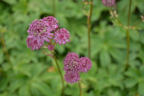 Astrantia major 'Star of Beauty' (PBR)