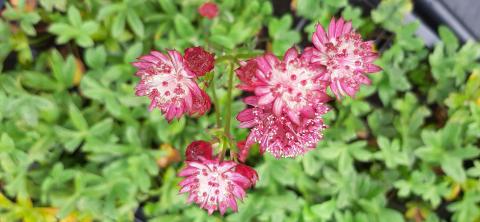 Astrantia major 'Venice'