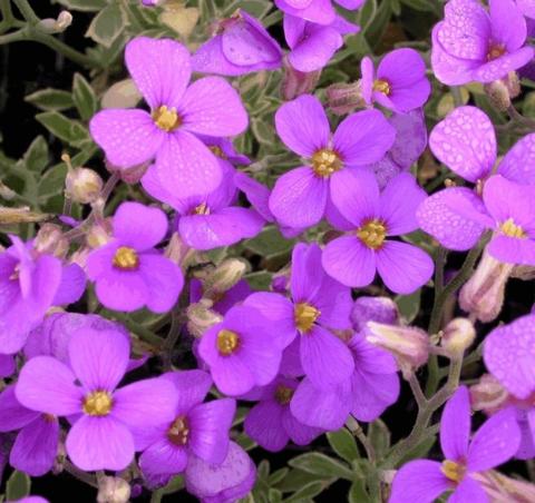 Aubrieta hybride 'Argenteovariegata'