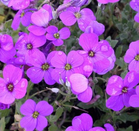 Aubrieta hybride 'Blaumeise'