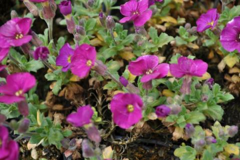 Aubrieta hybride 'Bressingham Red'