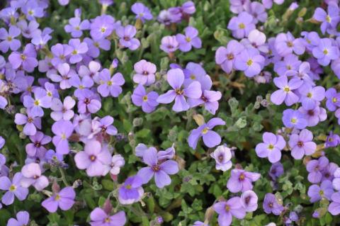 Aubrieta hybride 'Cascade Blue'