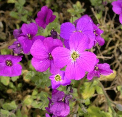 Aubrieta hybride 'Cascade Purple'