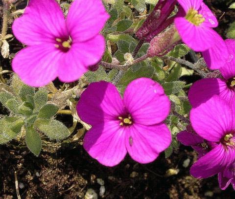 Aubrieta hybride 'Cascade Red'