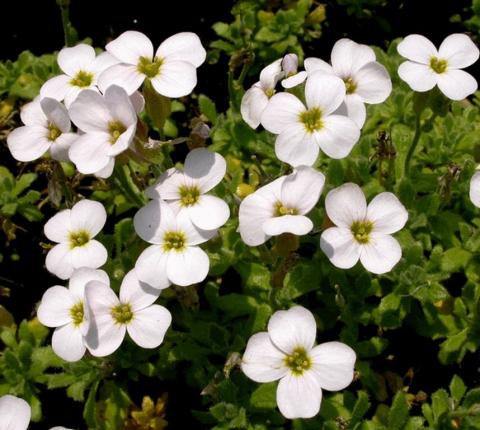 Aubrieta hybride 'Fiona'