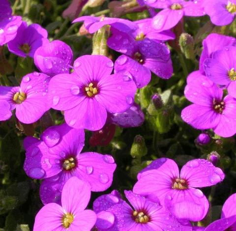 Aubrieta hybride 'Hamburger Stadtpark'