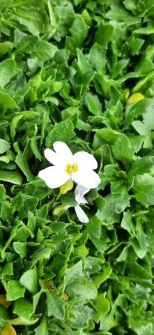 Aubrieta 'Regado White'