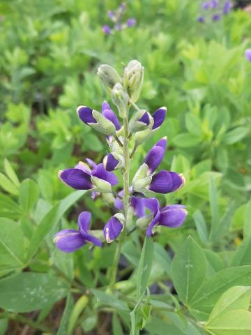 Baptisia australis 'Blueberry Sunday' (PBR)