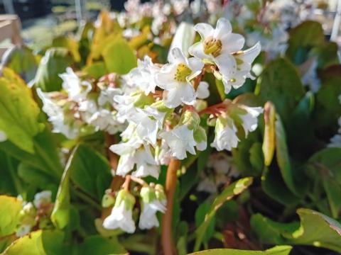 Bergenia hybride 'Bressingham White'