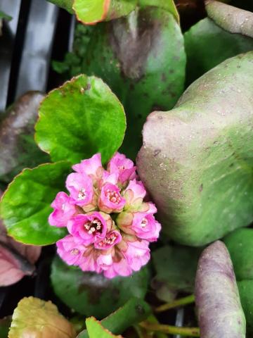 Bergenia cordifolia 'Rotblum'