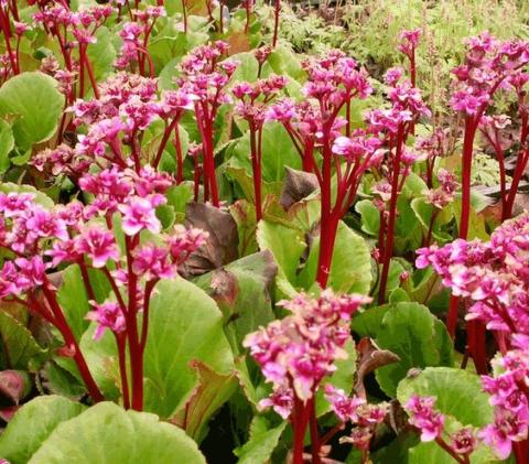 Bergenia hybride 'Abendglut'