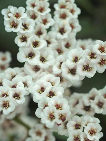 Bergenia hybride 'Bach'