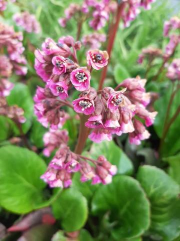 Bergenia hybride 'Bartok'