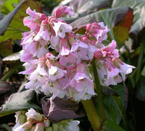 Bergenia hybride 'Baby Doll'