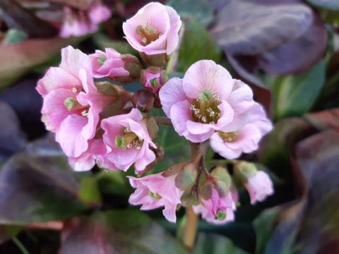 Bergenia hybride 'Bressingham Salmon'