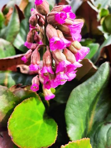 Bergenia hybride 'Claire Maxine'