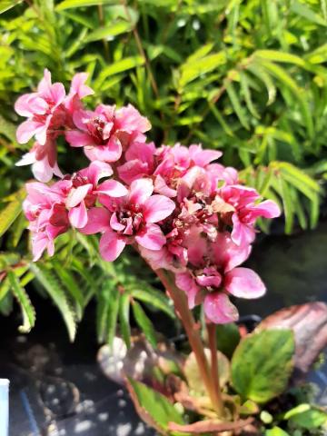 Bergenia hybride 'Dragonfly Sakura' ®