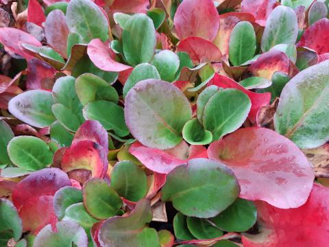 Bergenia cordifolia 'Eroica'