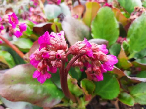 Bergenia cordifolia 'Eroica'