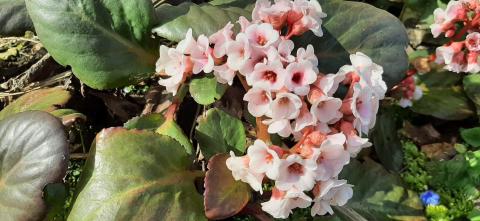 Bergenia hybride 'Herbstblüte'