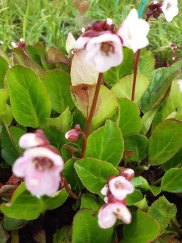 Bergenia hybride 'Harzkristall'