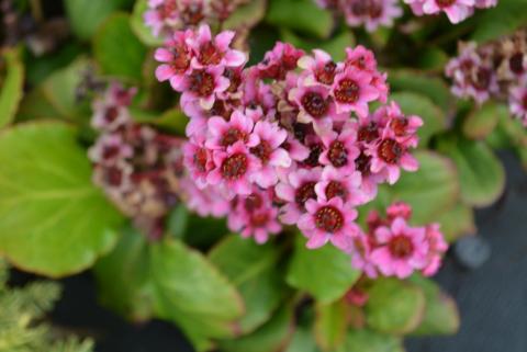 Bergenia hybride 'Morgenröte'