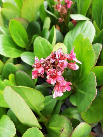 Bergenia hybride 'Pink Dragonfly'