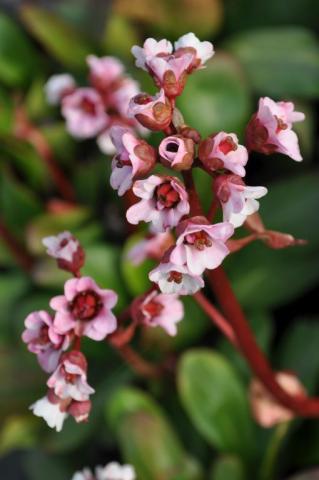 Bergenia hybride 'Silberlicht'