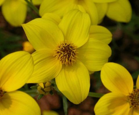 Bidens heterophylla 'Lemon Drop'