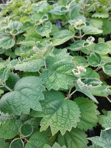 Boehmeria plantanifolia