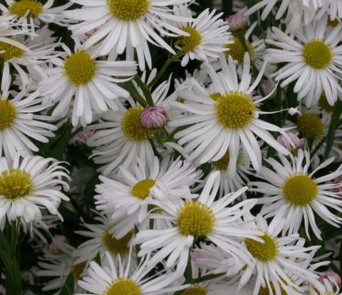 Boltonia asteroides var. latisquama