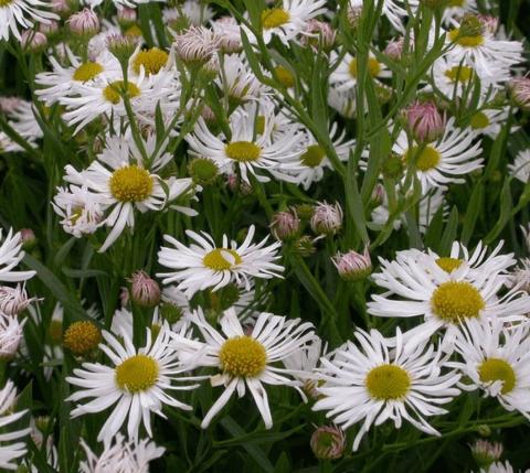 Boltonia asteroides 'Snowbank'